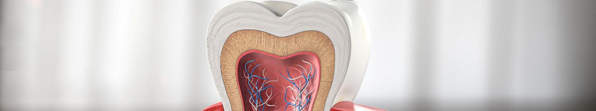 a 3D illustration showing the cross-section of a tooth